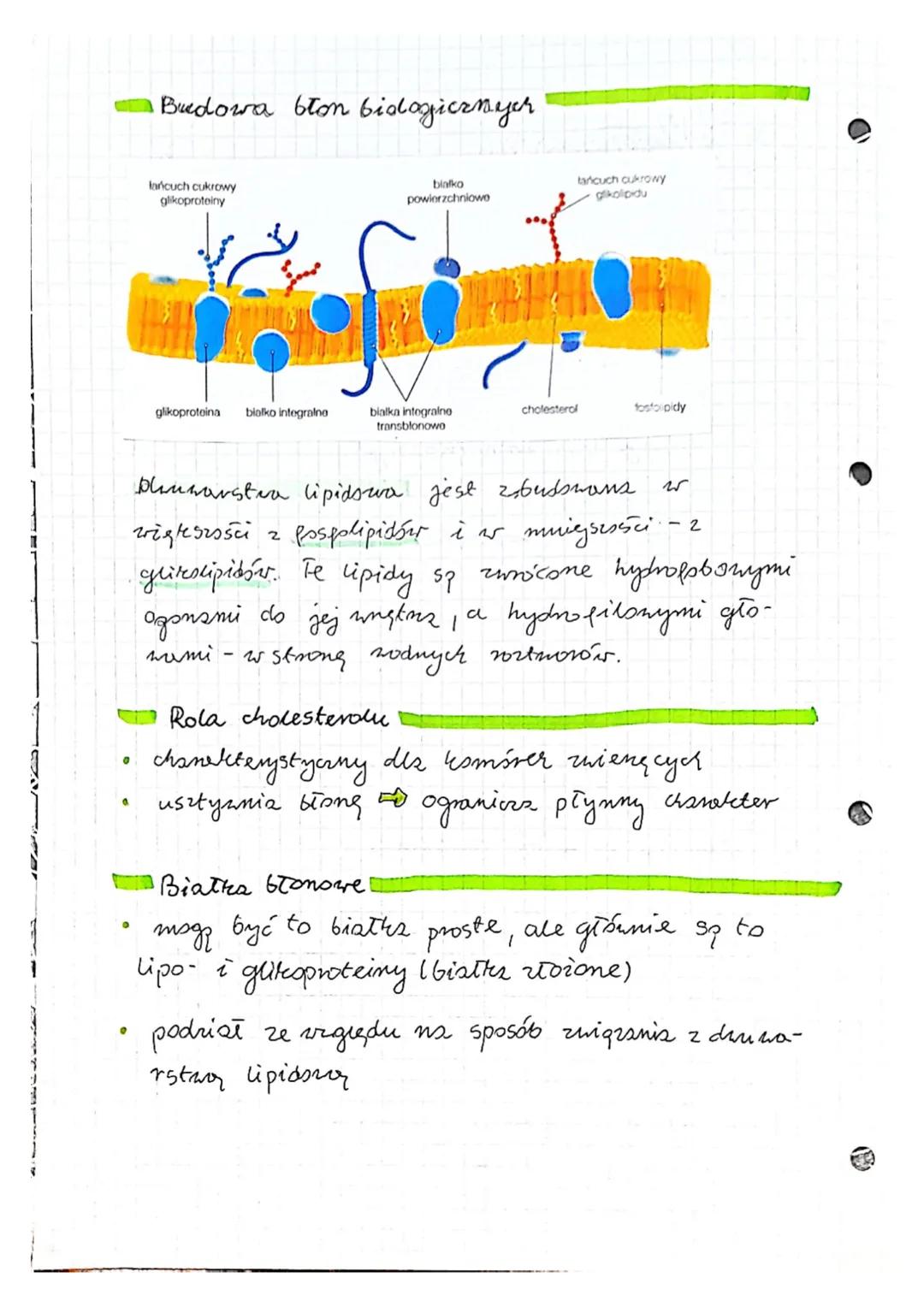 ●
Blony
biologicame
33 Rodzaje tton biologicznych
BLONY BIOLOGICZNE
r
BLONY
KOMÓRKOVE
oddzielają wnętrze
komórri od otoczenis
T
Y
-BLONY
SRÖ