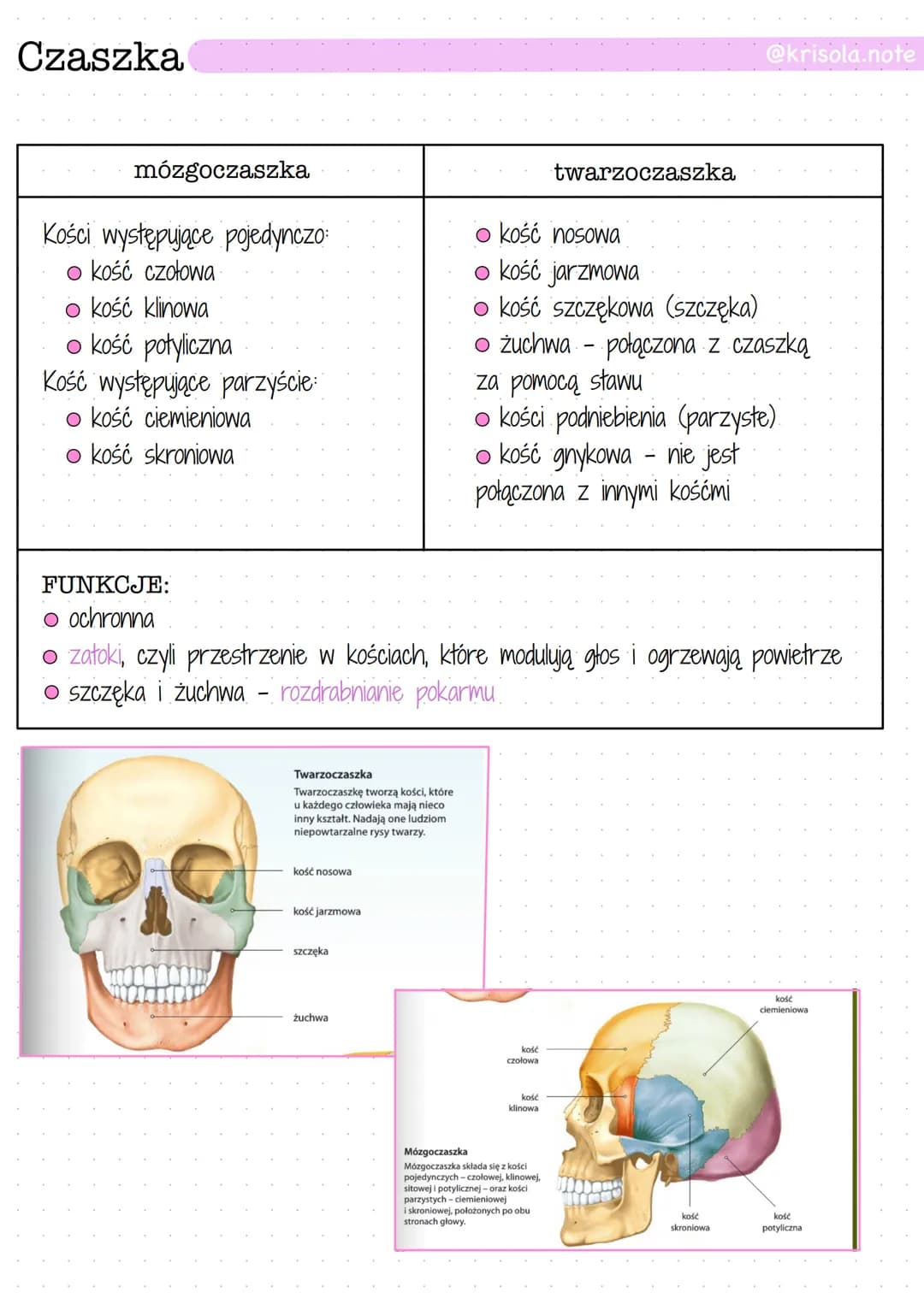 Klatka piersiowa
INFORMACJE OGÓLNE:
O odcinek piersiowy + mostek + 12 par żeber = klatka piersiowa
O chrząstki żebrowe - łączą żebra z mostk