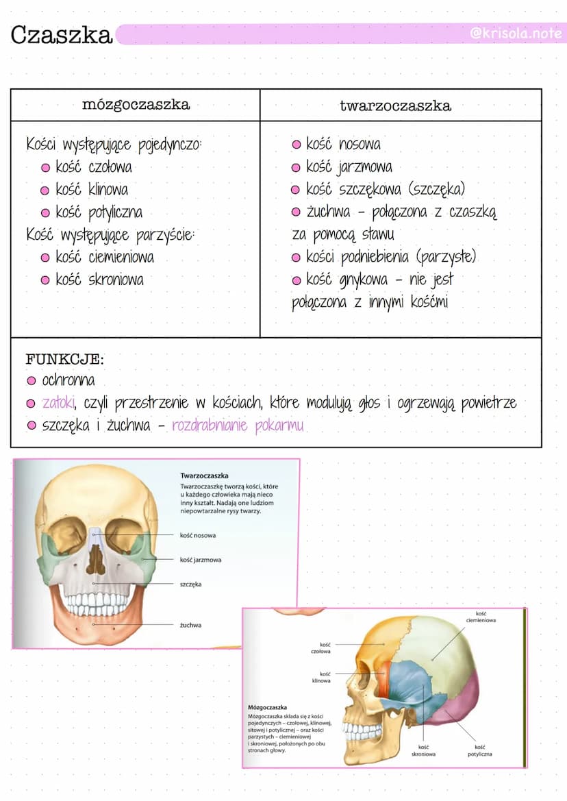 Klatka piersiowa
INFORMACJE OGÓLNE:
O odcinek piersiowy + mostek + 12 par żeber = klatka piersiowa
O chrząstki żebrowe - łączą żebra z mostk