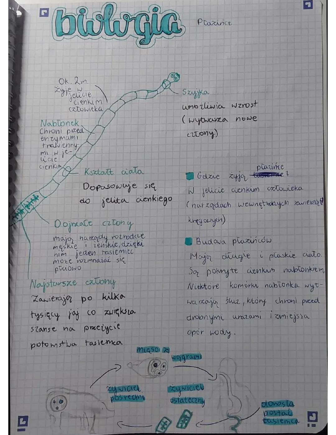 Płaźińce - Biologia klasa 6 🌱 Dział 2