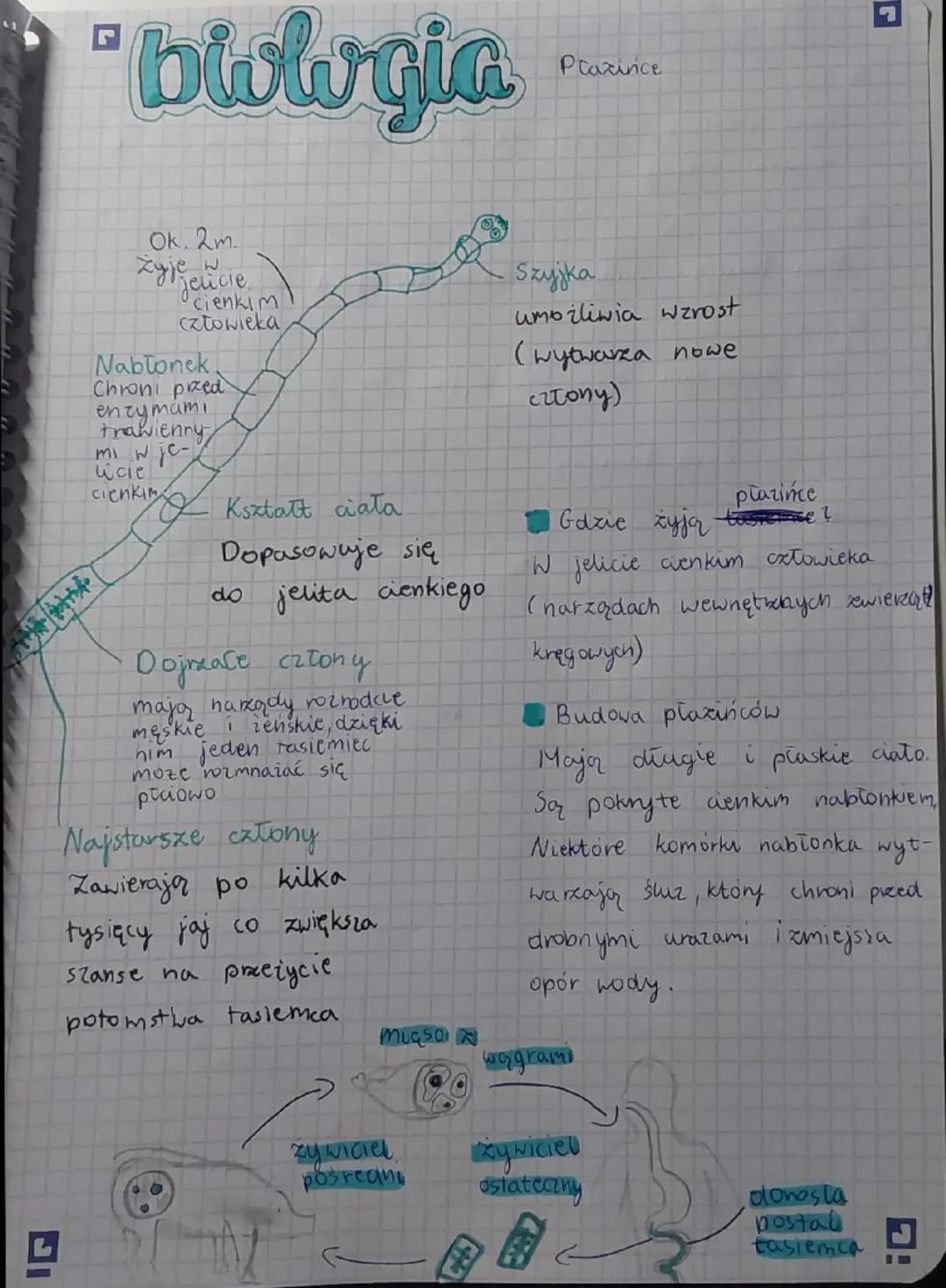"blologia
Plazinice
Ok. 2m
Zyje w
jelicie
cienkim
człowieka
Nabłonek
Chroni przed
enzymami
trawienny
mi w je
cie
cienkim
Kształt ciała
Dopas