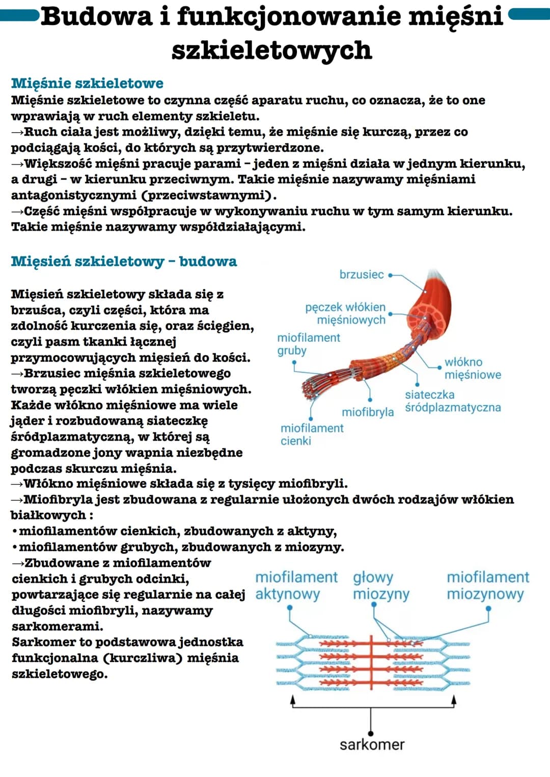 Budowa i funkcjonowanie mięśni
szkieletowych
Mięśnie szkieletowe
Mięśnie szkieletowe to czynna część aparatu ruchu, co oznacza, że to one
wp