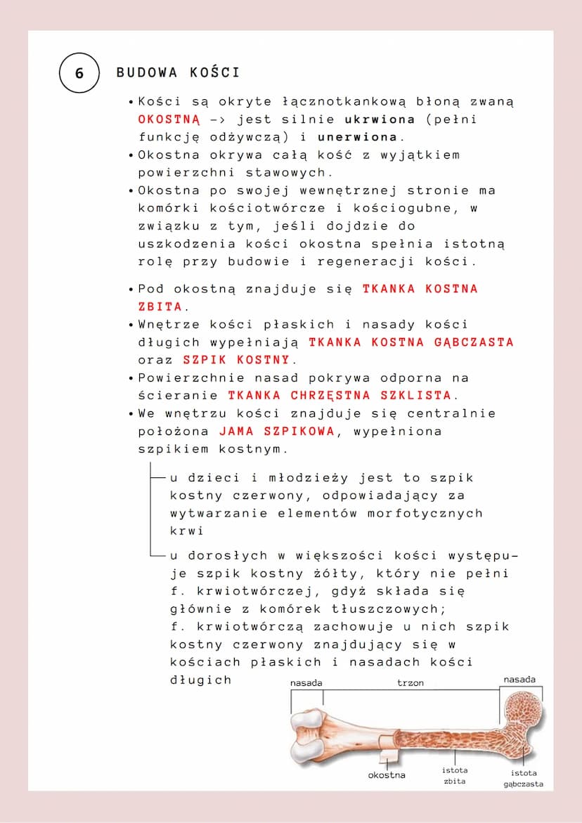 budowa i funkcje szkieletn
ruch = najłatwiej dostrzegany przejaw życia;
odbywa się on dzięki współdziałaniu szkieletu i
mięśni szkieletowych