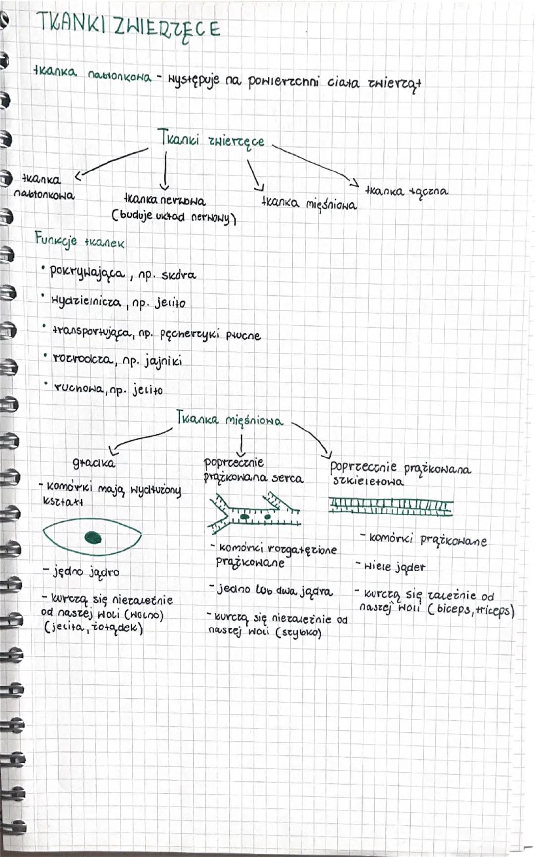 Rodzaje tkanek zwierzęcych