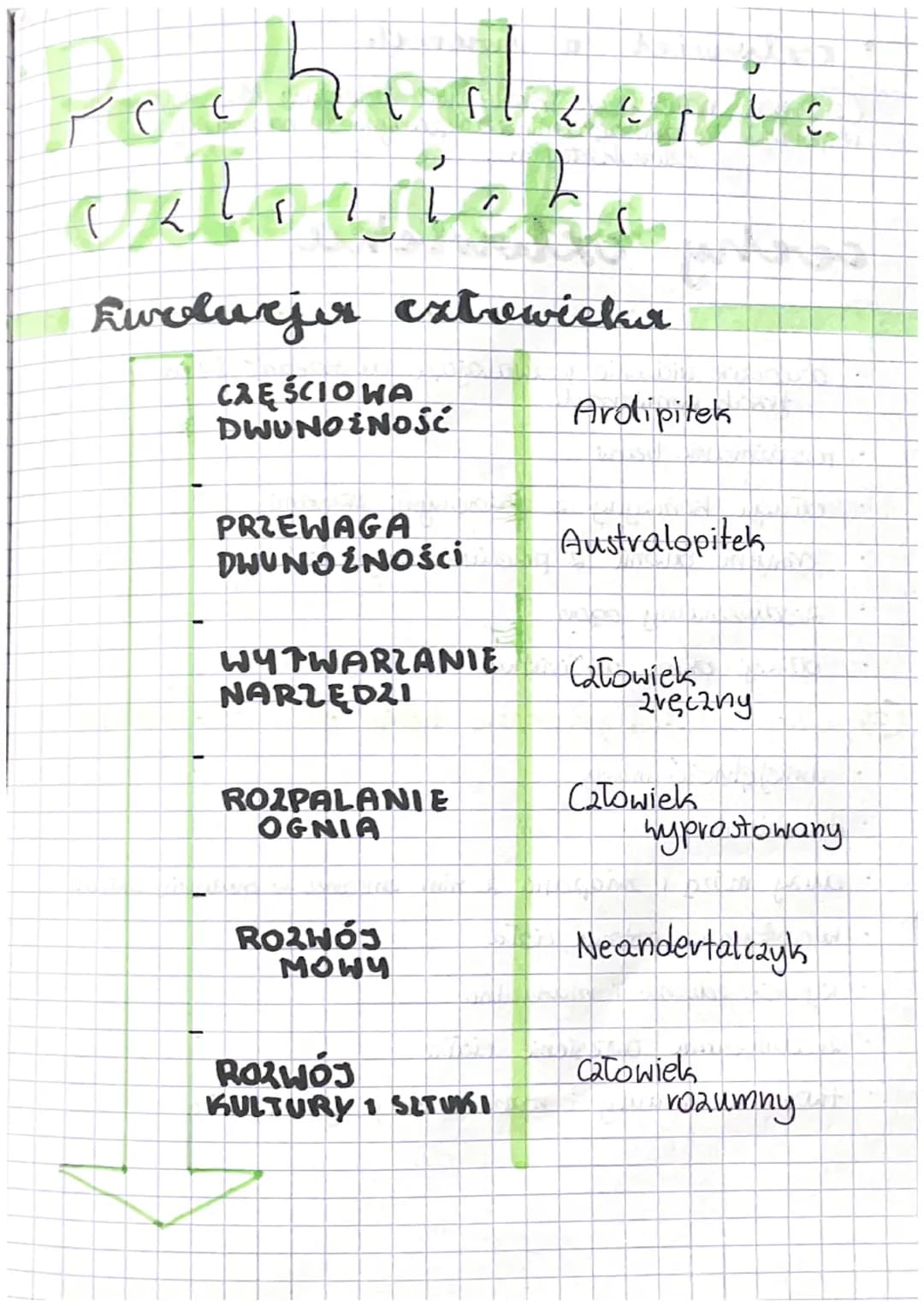 Pochoduris
wlowichs
Kuolucjur exłowieka
CZĘŚCIOWA
DWUNOINOść
PRZEWAGA
DHUNOŻNOŚci
WYTWARZANIE
NARZĘDZI
ROZPALANIE
OGNIA
Rozwós
MOWY
ROZWÓJ
K