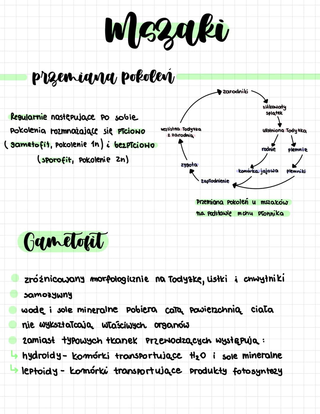 
<p>Cykl rozwojowy mszaków obejmuje heteromorficzną przemianę pokoleń. Pokoleniem dominującym w przypadku mszaków jest gametofit. Jest to po