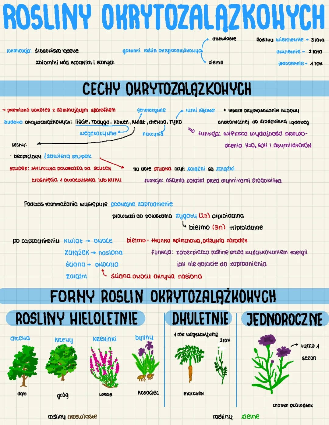Wszystko o roślinach okrytonasiennych - notatka dla klasy 5