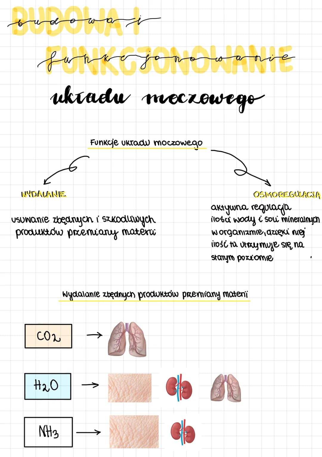 sudowe
haneojanavanve
ukradu moczowego
NYDALANE
usuwanie zbędnych i szkodliwych
produktów przemiany materi
C02
H₂O
Funkcje ukradu mocrowego
