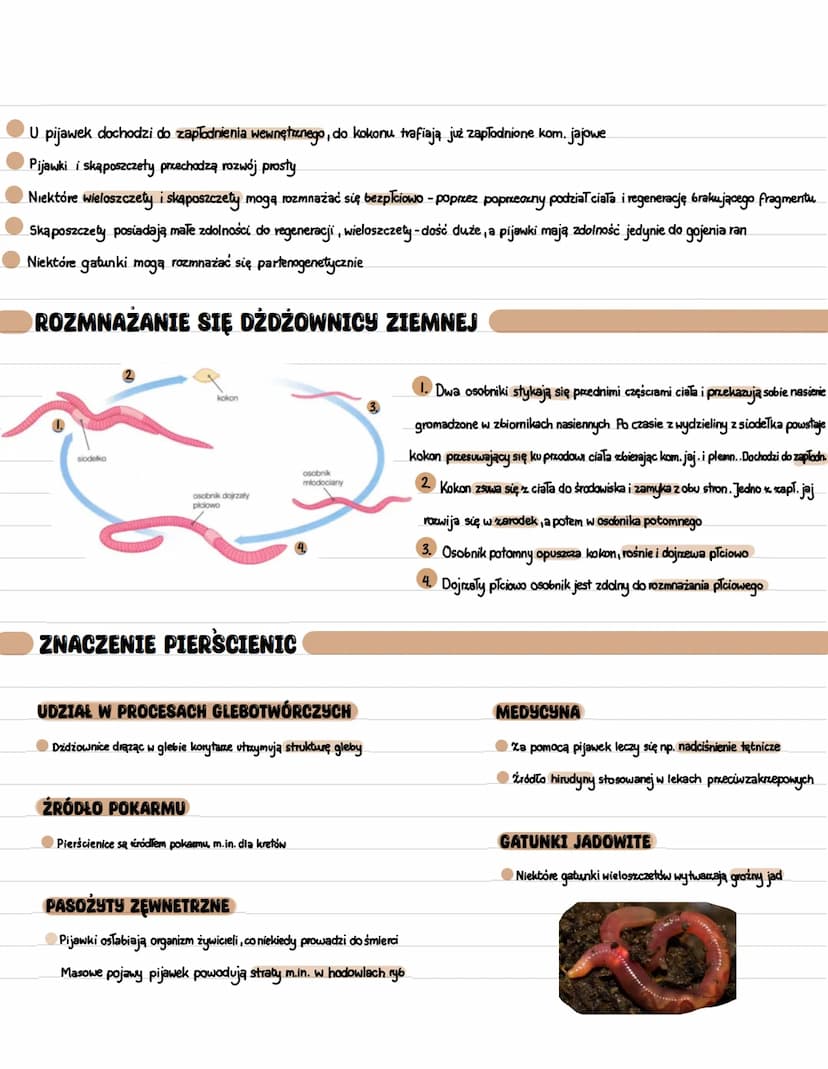 Zwierzęta zasiedlające głównie wody słone, rzadziej słodkie, część żyje w glebie
Posiadają ciało robakowate, wydłużone; oble, owalne lub spł