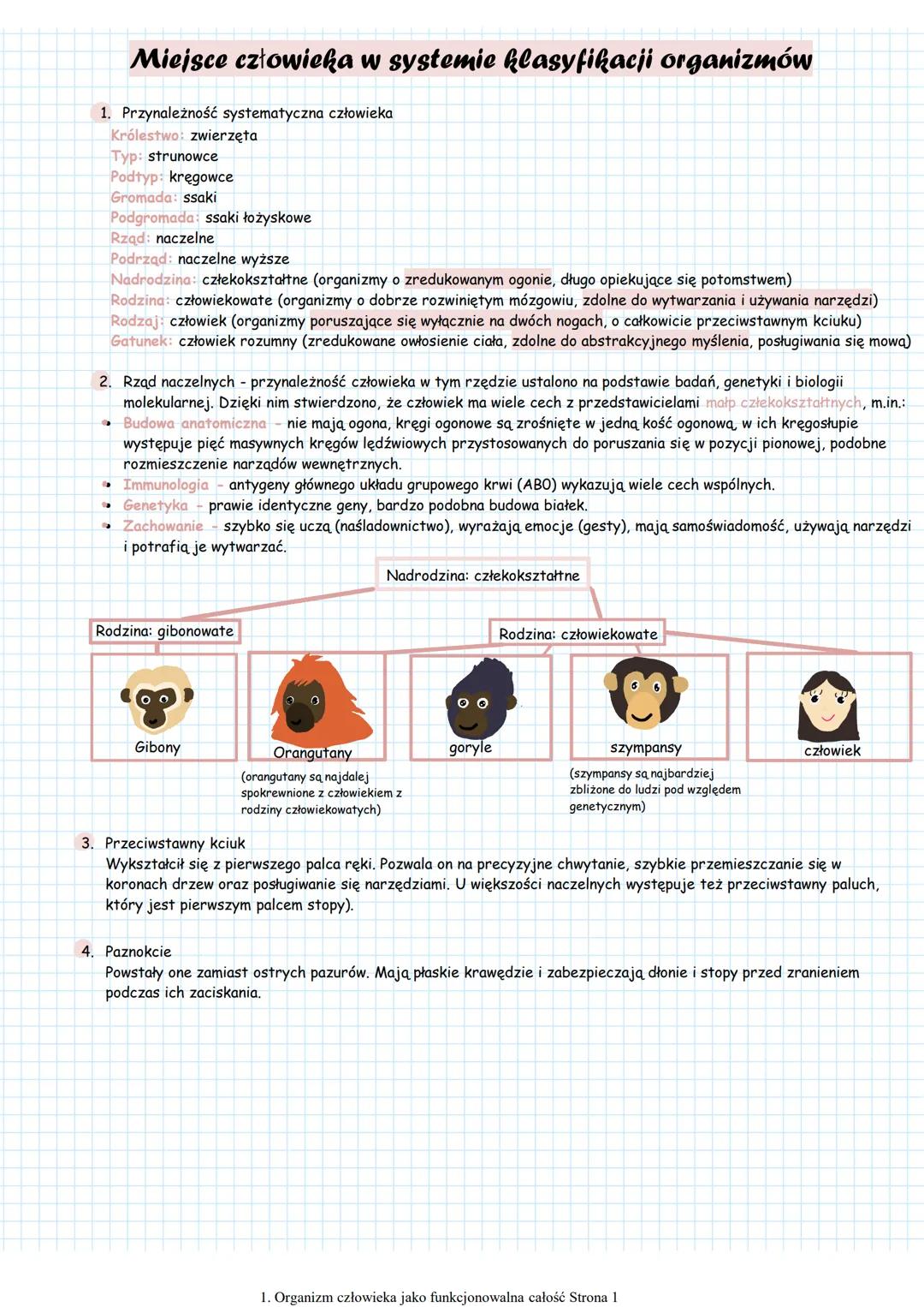 Miejsce człowieka w systemie klasyfikacji organizmów
1. Przynależność systematyczna człowieka
Królestwo: zwierzęta
Typ: strunowce
Podtyp: kr