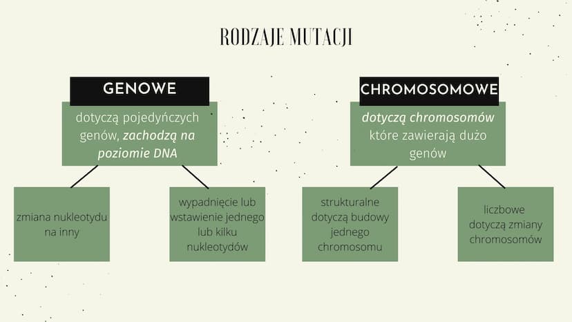 MUTACJE GENETYCZNE ZMIENNOŚĆ
OSOBNIKI POTOMNE
MAJĄ INDYWIDUALNE
CECHY OSOBNICZE
JEST TO
RÓŻNORODNOŚĆ W
OBRĘBIE GATUNKU.
M
✓
1 ZMIENNOŚĆ NIED