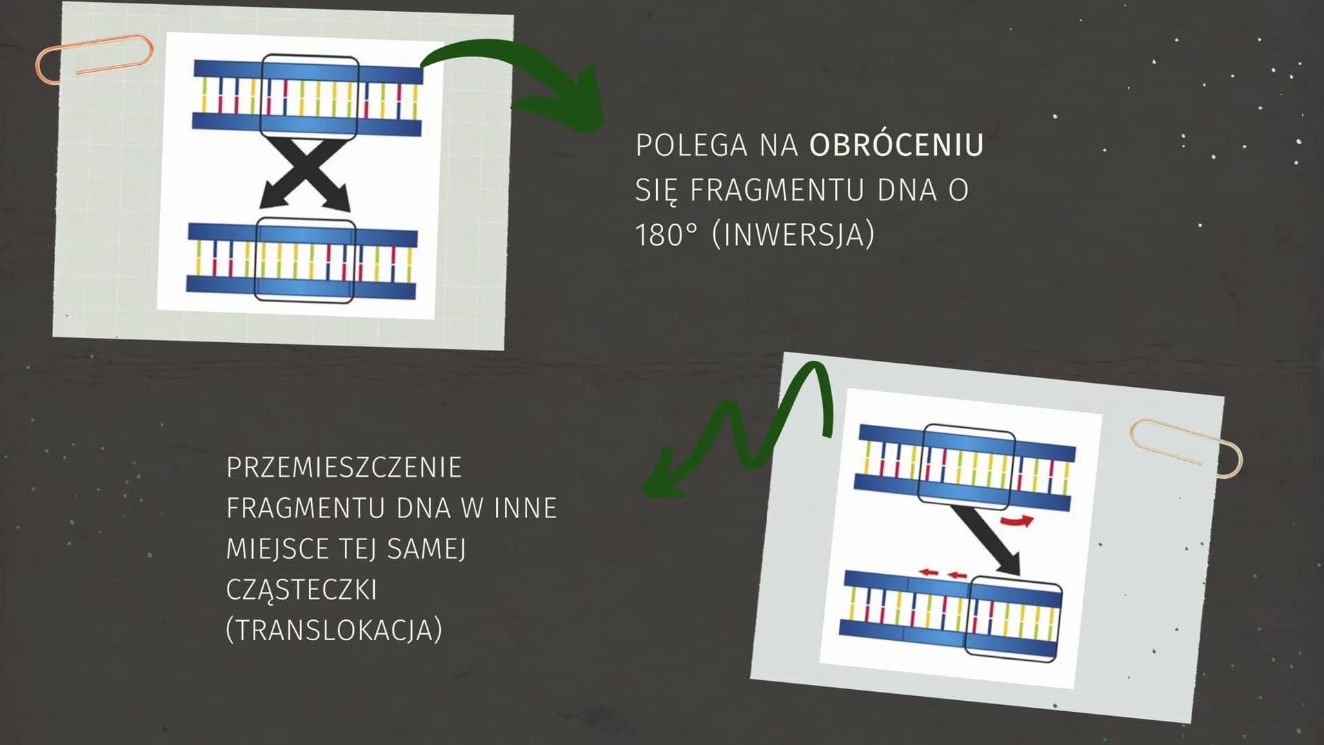 MUTACJE GENETYCZNE ZMIENNOŚĆ
OSOBNIKI POTOMNE
MAJĄ INDYWIDUALNE
CECHY OSOBNICZE
JEST TO
RÓŻNORODNOŚĆ W
OBRĘBIE GATUNKU.
M
✓
1 ZMIENNOŚĆ NIED