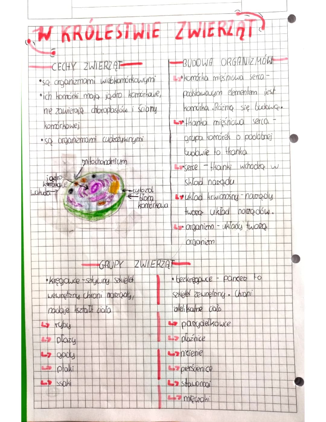 W królestwie zwierząt klasa 6 - Notatki, test, prezentacja i quiz