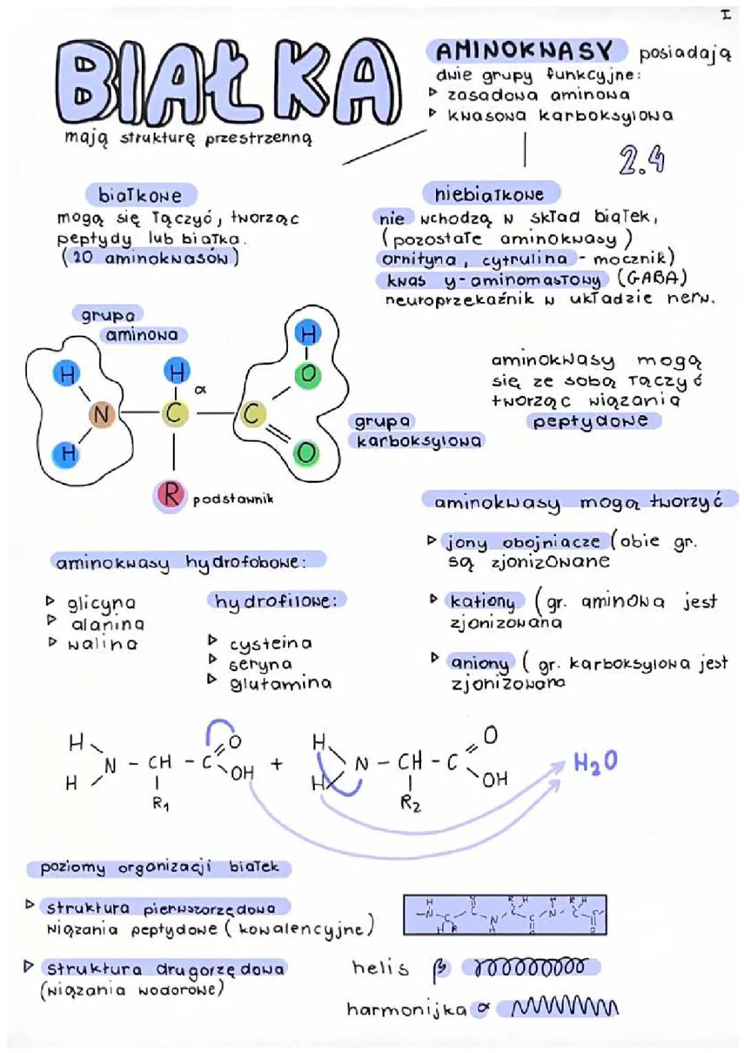 notatka biologia białka aminokwasy 