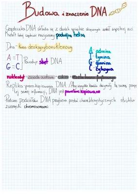 Know Budowa i znaczenie DNA thumbnail