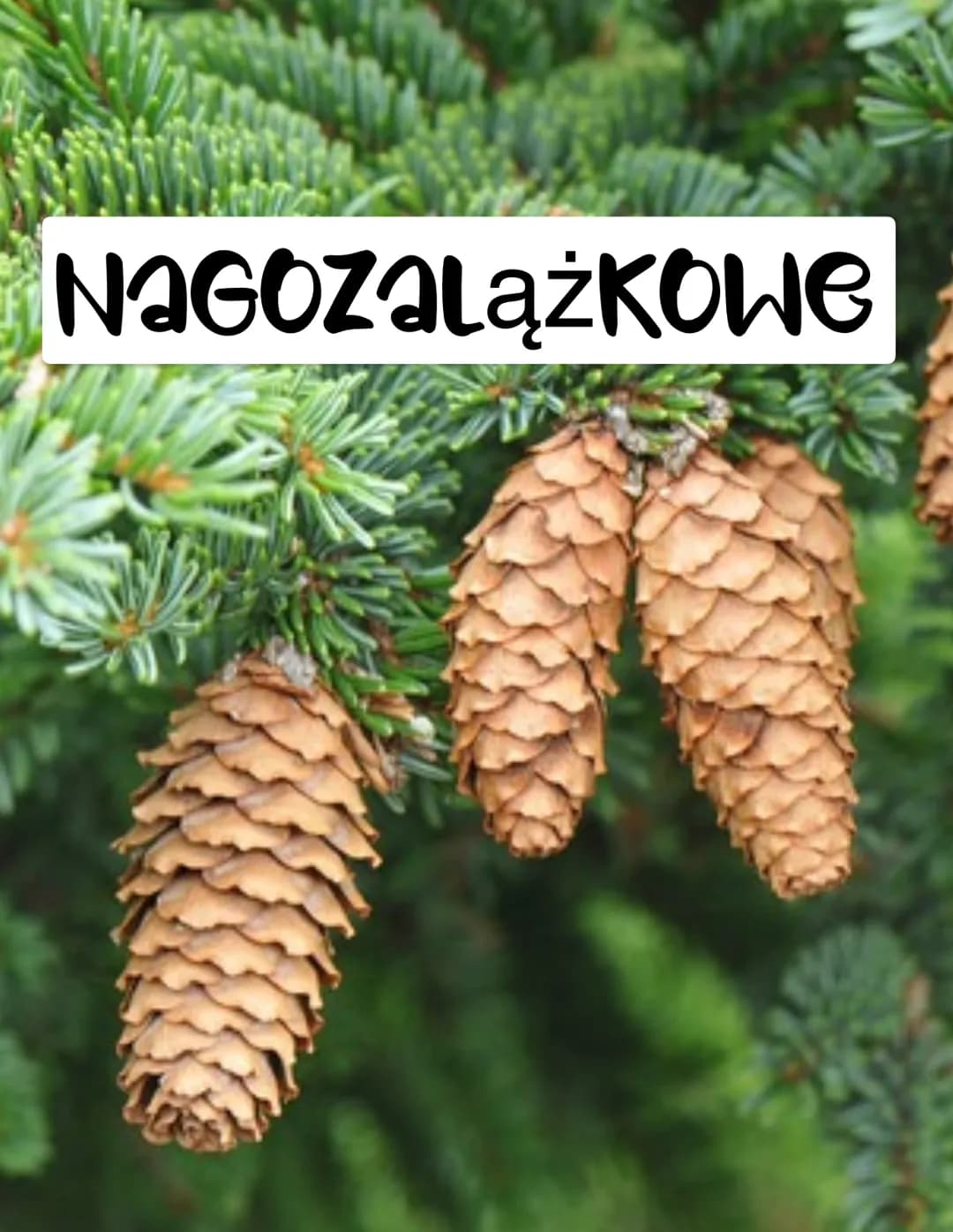NaGozalążKOWE NAGOZALĄZKOWE
organowce, rośliny naczyniowe
Grozprestneniają się za pomocą nasion.
NAGOZALĄZKOWE
OKRYTOZALĄZKOWE
CECHY
W cyklu