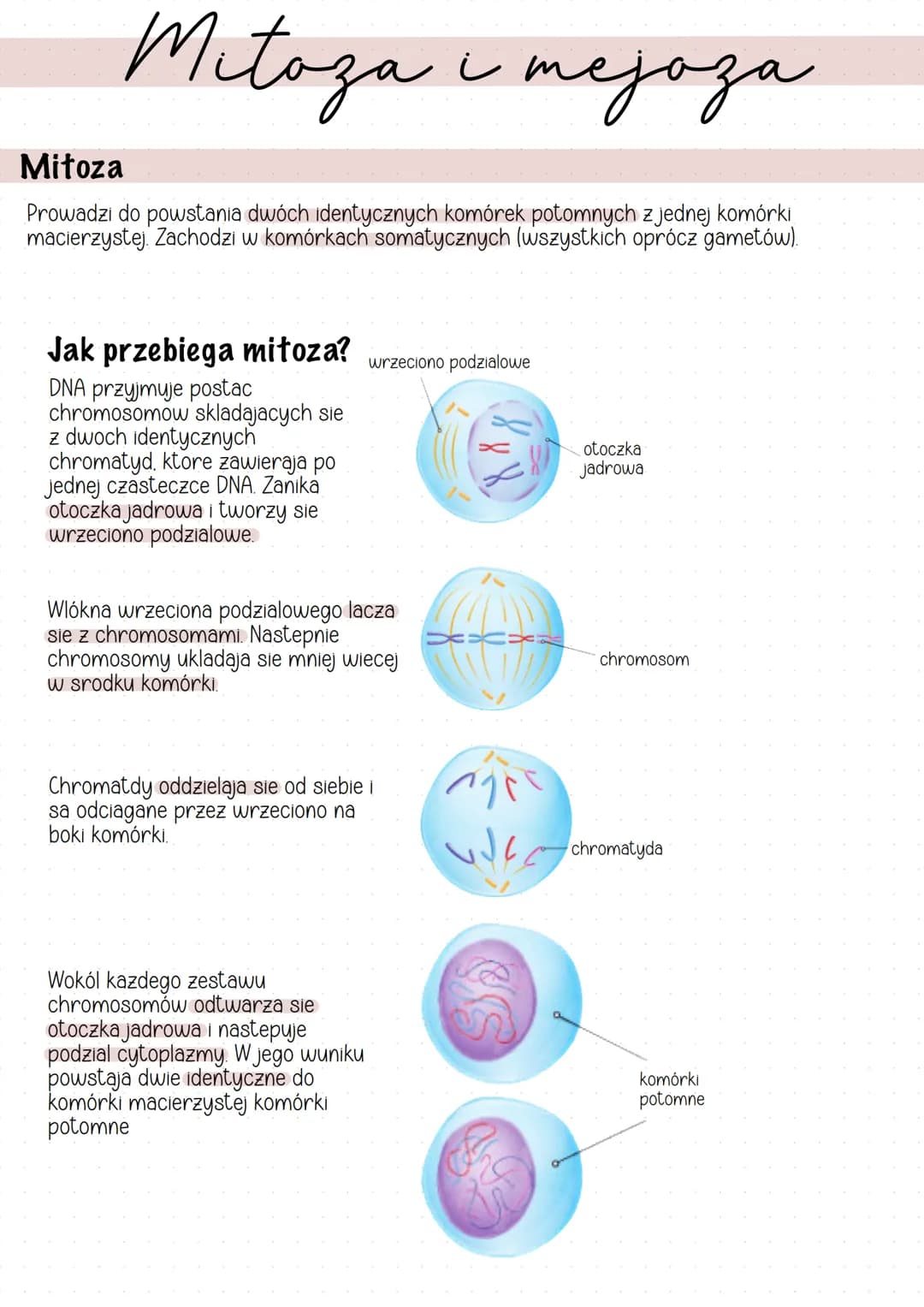 Mitoza i mejaza
тераза
Mitoza
Prowadzi do powstania dwóch identycznych komórek potomnych z jednej komórki
macierzystej Zachodzi w komórkach 