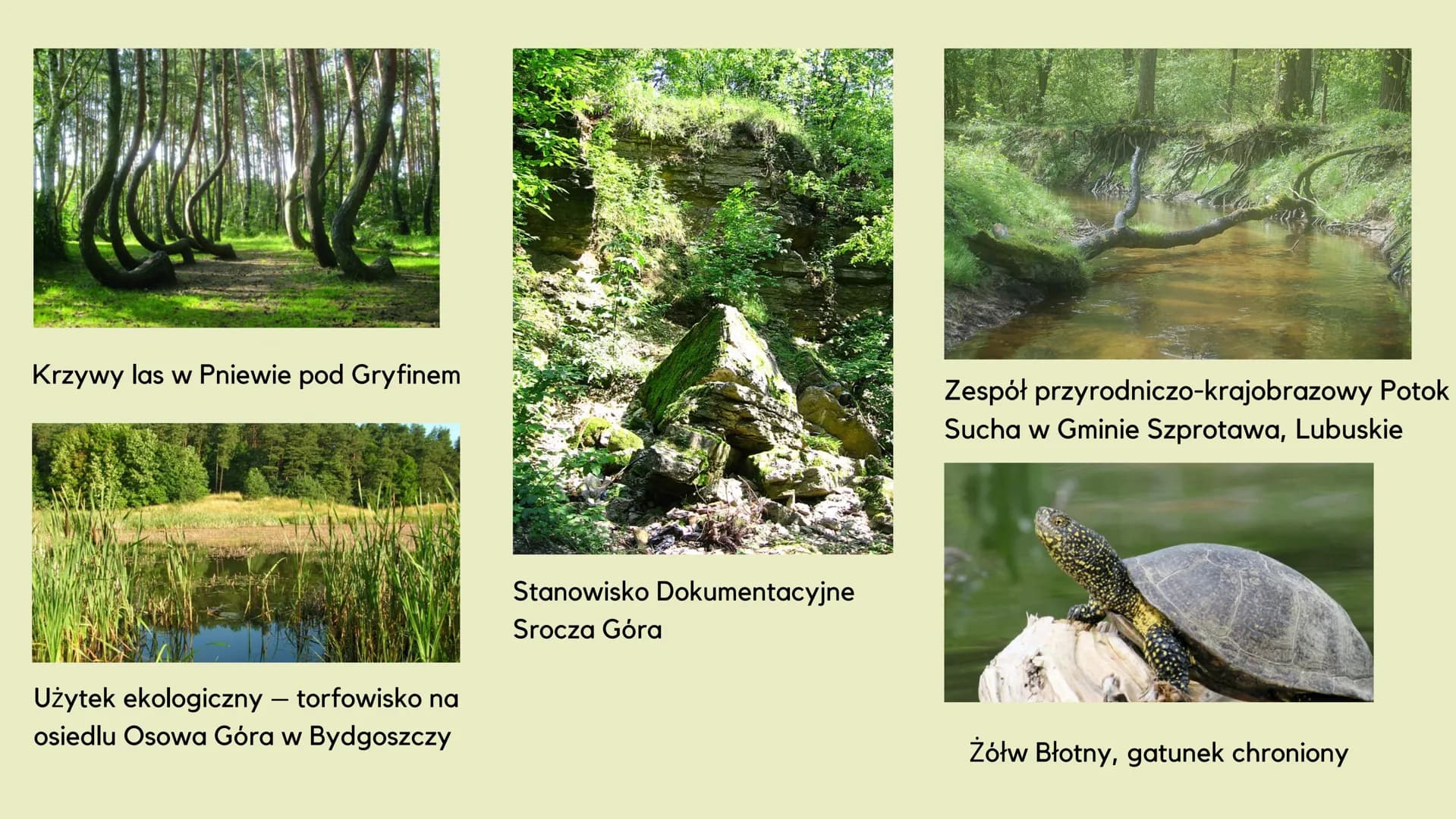 Formy
ochrony
środowiska
JUSTWHITELINES Czym jest ochrona środowiska?
Ochrona środowiska
Zespół idei, środków i działań
mających na celu utr