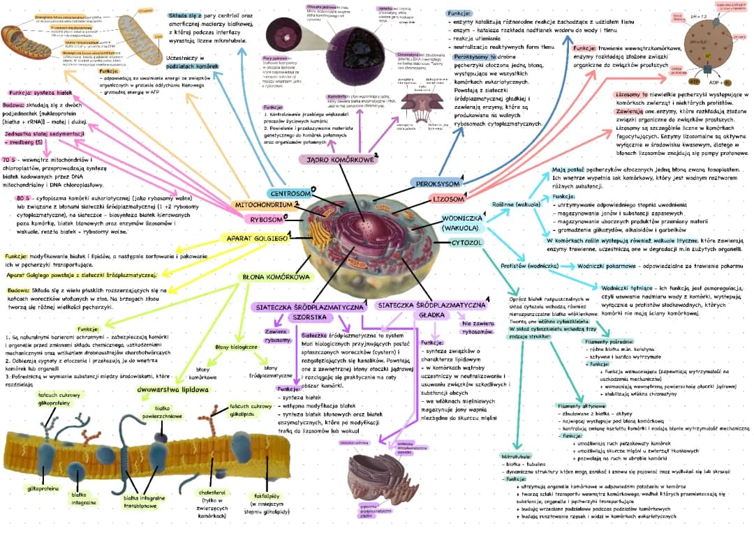Jak działa komórka: Mitochondria, Błona i Aparat Golgiego