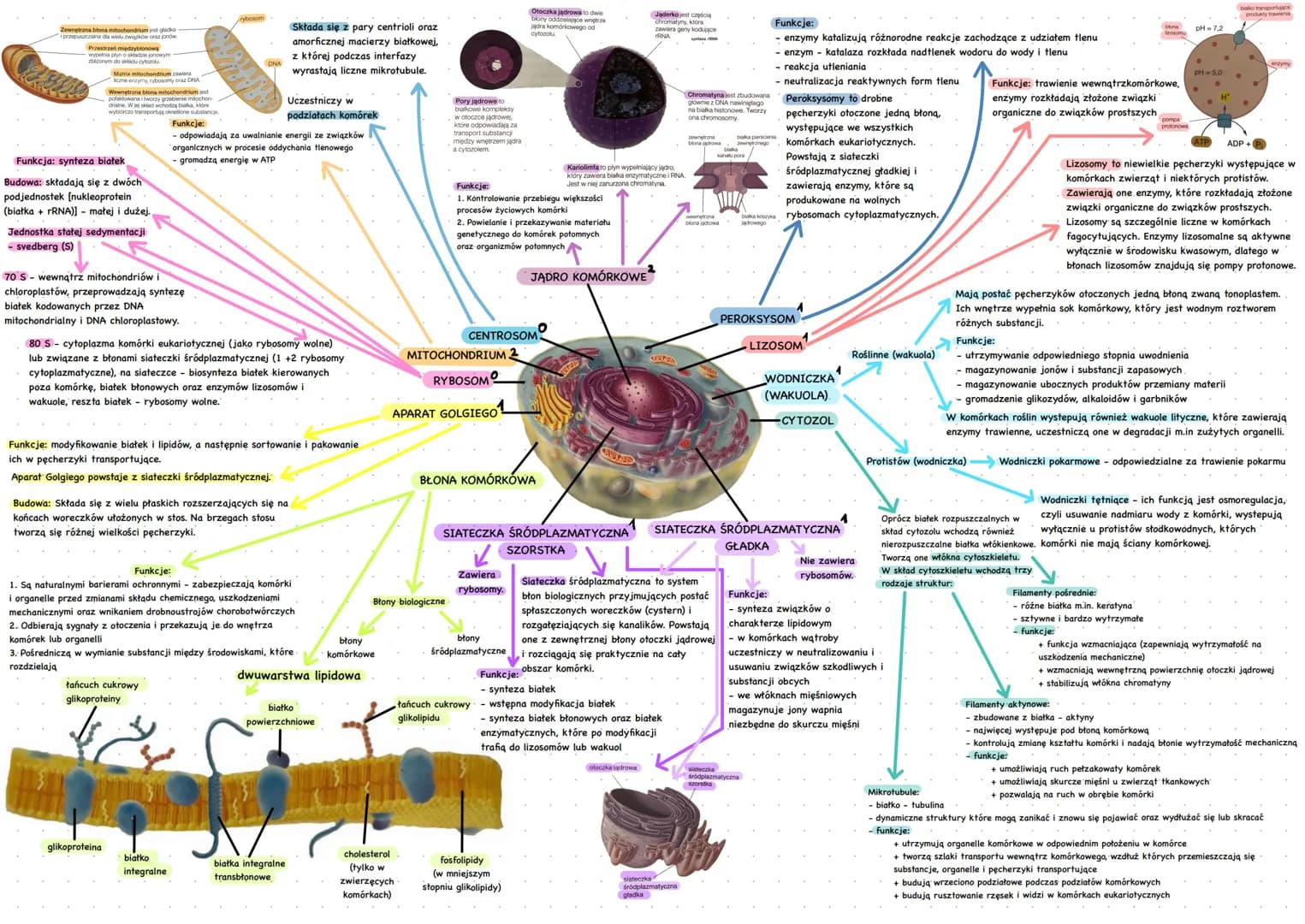 Zewnetrzna błona mitochondrium jest gladka
przepuszczalna dia wielu związków oraz jonów
Przestrzeń miedzyblonowa
wypelnia chin o sklade jono