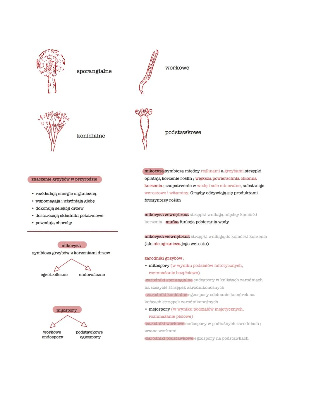 Cook
plecha grzybnie ze strzępek
jądro kom.
strzępka komórczakowa
septa ściany; przemieszczają
się cytozol i organelle kom.
strzępka jednoją