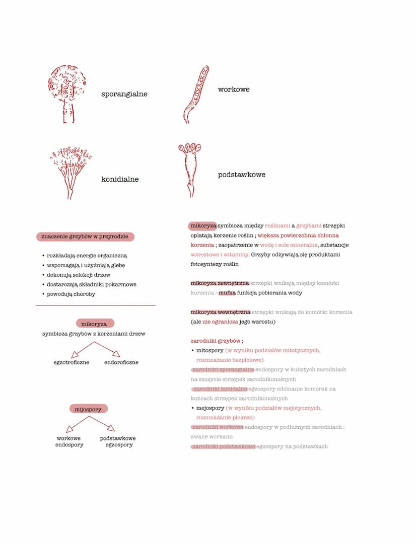 Cook
plecha grzybnie ze strzępek
jądro kom.
strzępka komórczakowa
septa ściany; przemieszczają
się cytozol i organelle kom.
strzępka jednoją