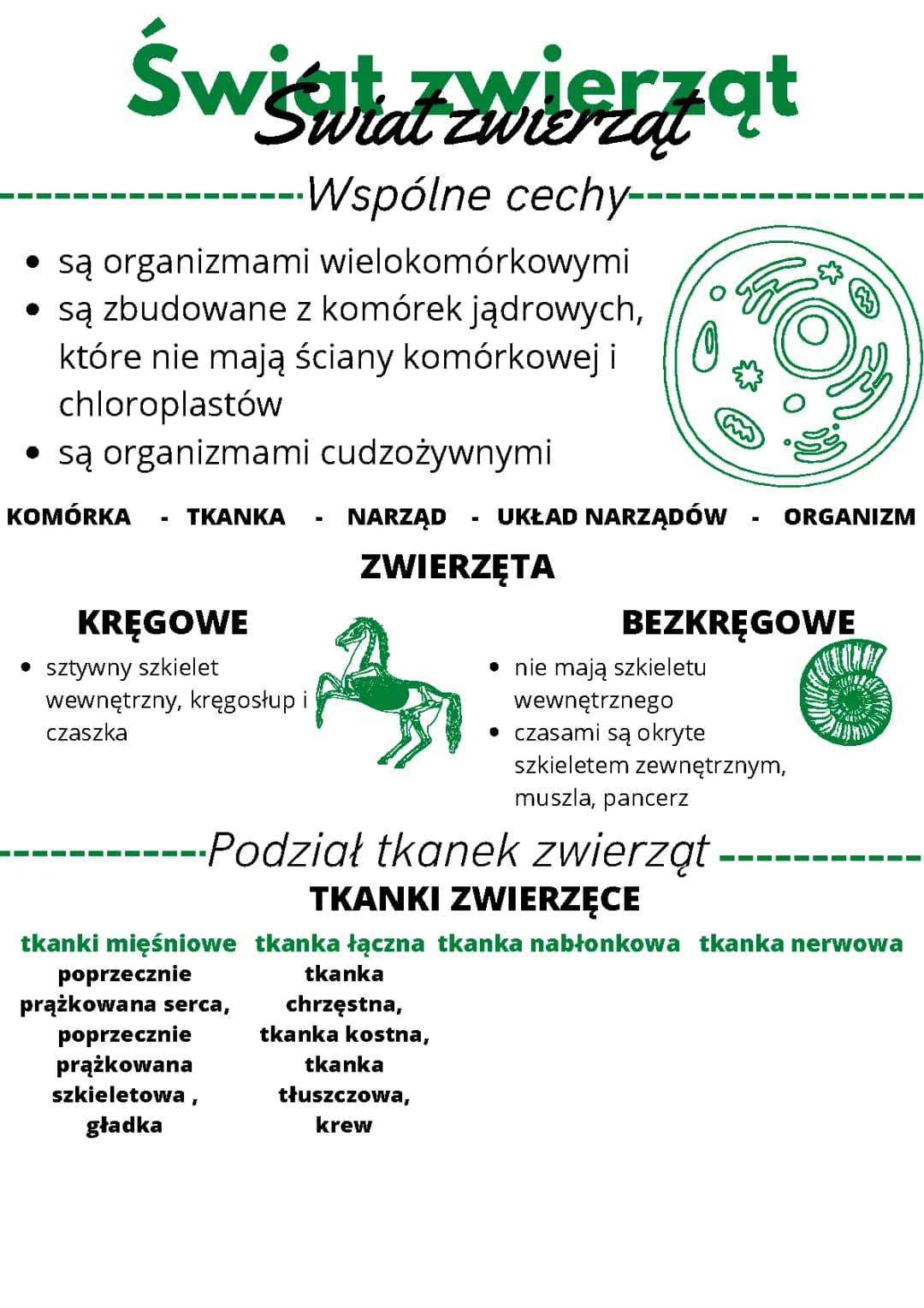 Podział i Rodzaje Tkanek Zwierzęcych: Tkanki Nabłonkowe i Nerwowe dla Klasy 6