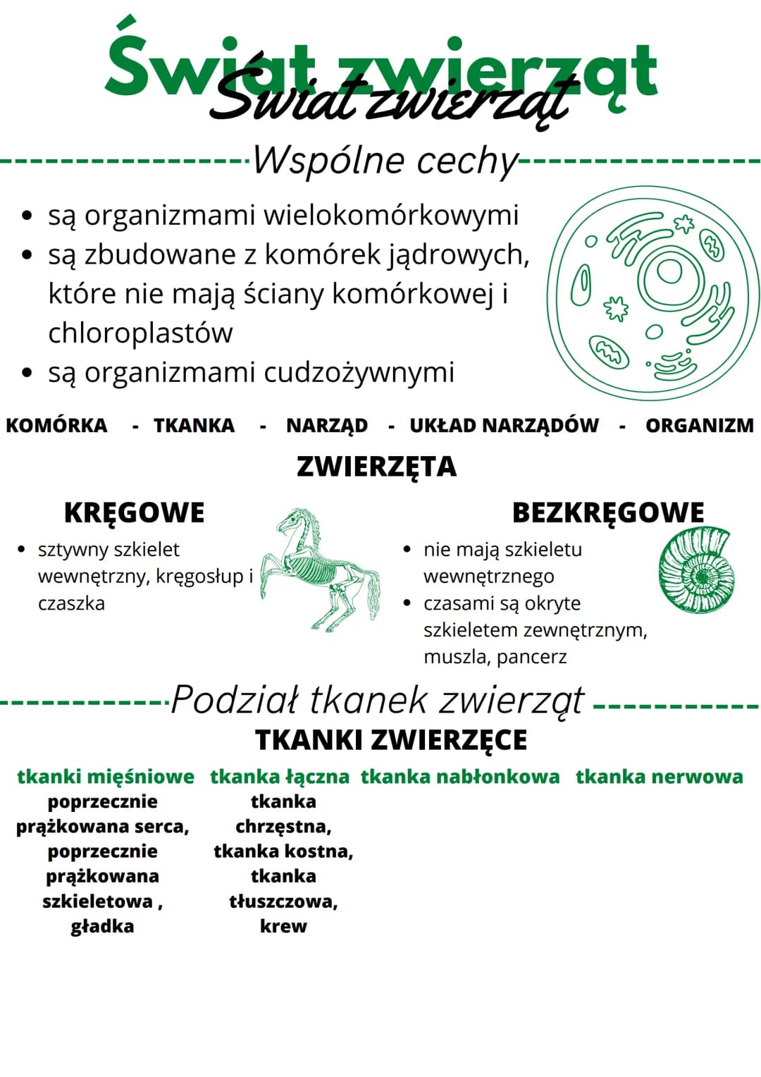 • są organizmami wielokomórkowymi
• są zbudowane z komórek jądrowych,
które nie mają ściany komórkowej i
chloroplastów
• są organizmami cudz