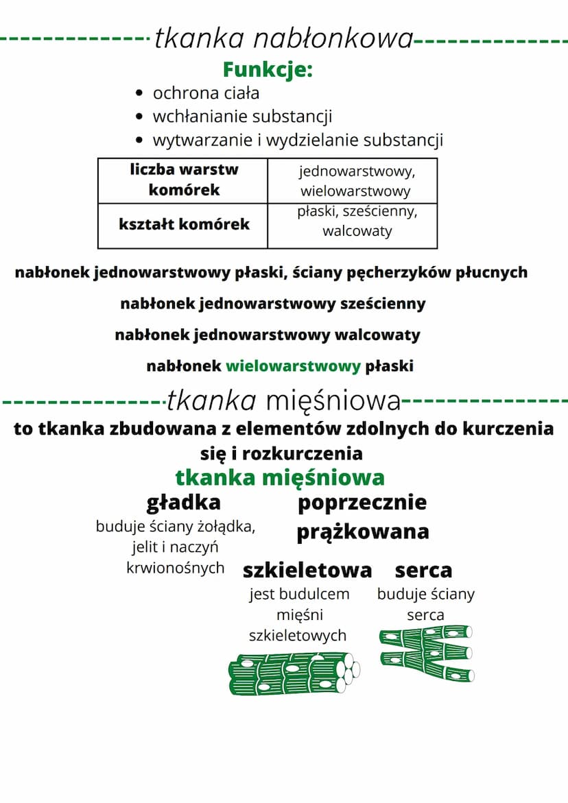 • są organizmami wielokomórkowymi
• są zbudowane z komórek jądrowych,
które nie mają ściany komórkowej i
chloroplastów
• są organizmami cudz