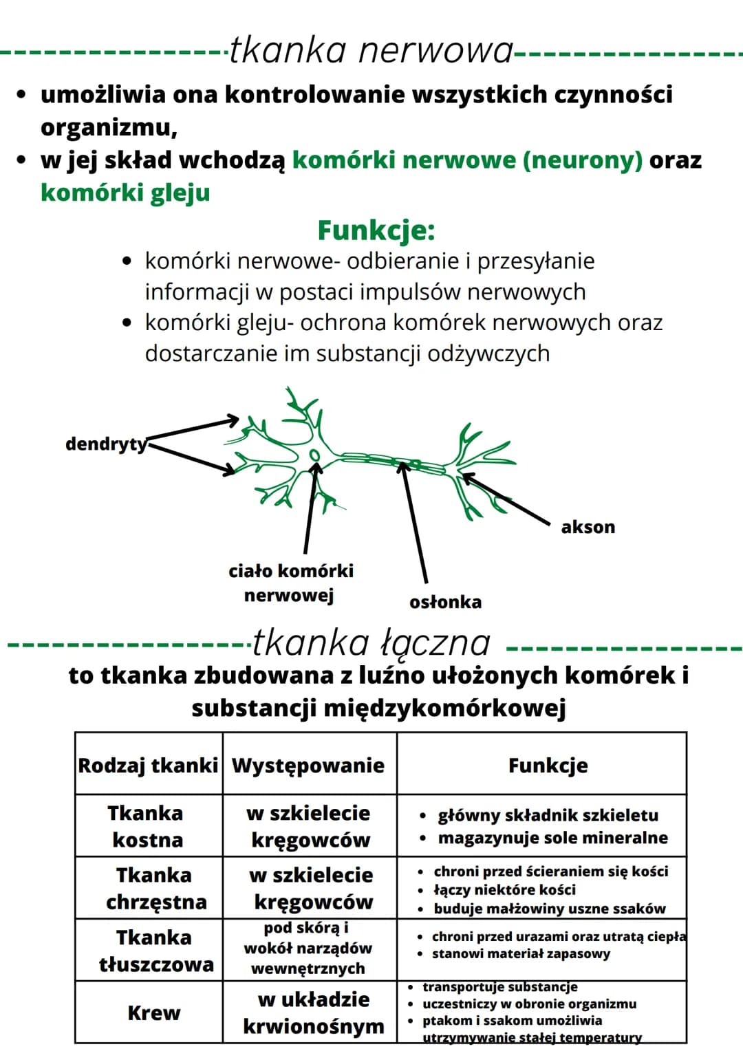 • są organizmami wielokomórkowymi
• są zbudowane z komórek jądrowych,
które nie mają ściany komórkowej i
chloroplastów
• są organizmami cudz