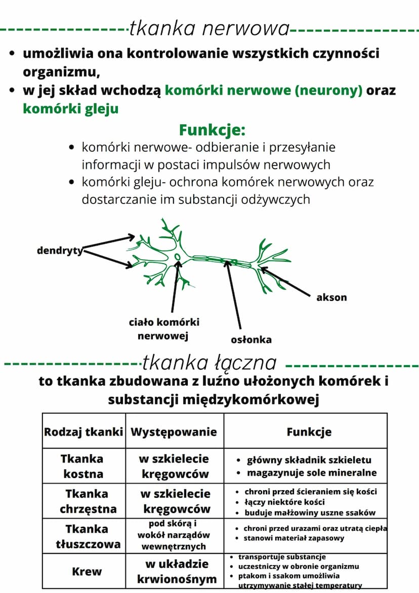• są organizmami wielokomórkowymi
• są zbudowane z komórek jądrowych,
które nie mają ściany komórkowej i
chloroplastów
• są organizmami cudz