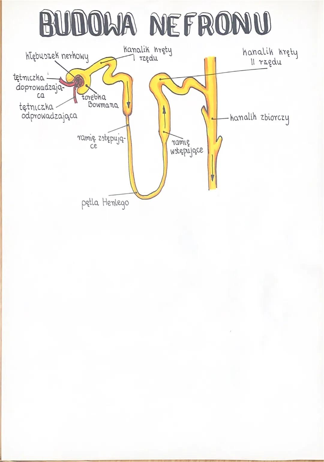 ublad
69 moczowy
-Układ moczowy składa się a:
merek
moczowodów
pęcherza moczowego
cewki moczowej!
kora nerkowa
miedniczka
KORA NERKOWA
jest 