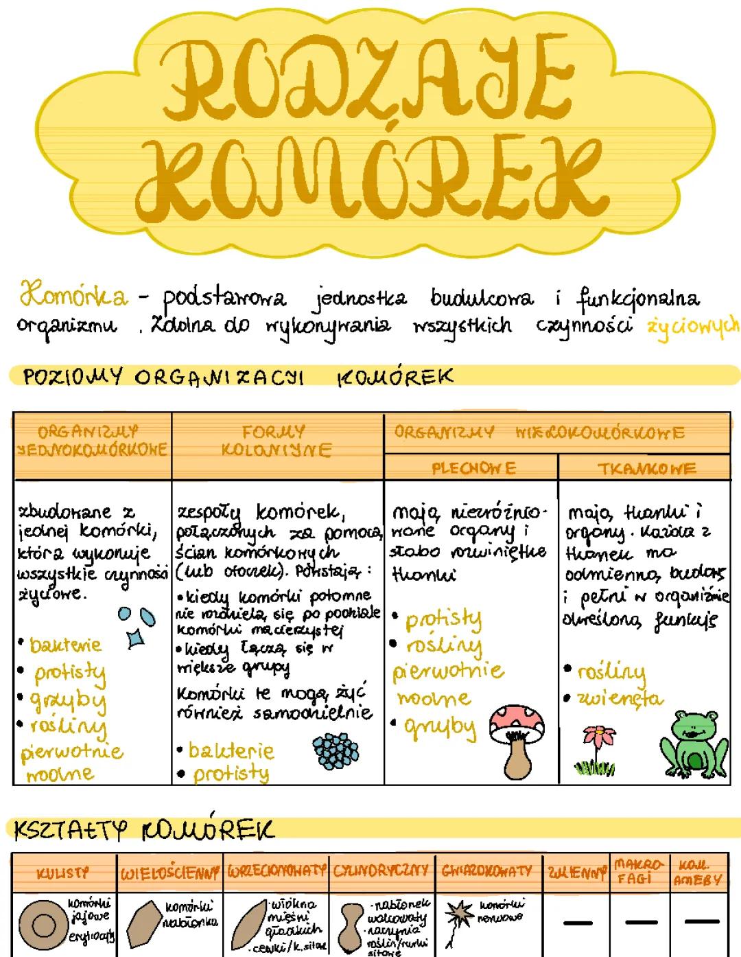 Rodzaje komórek: Budowa, funkcje i różnice między komórkami człowieka i zwierzęcej