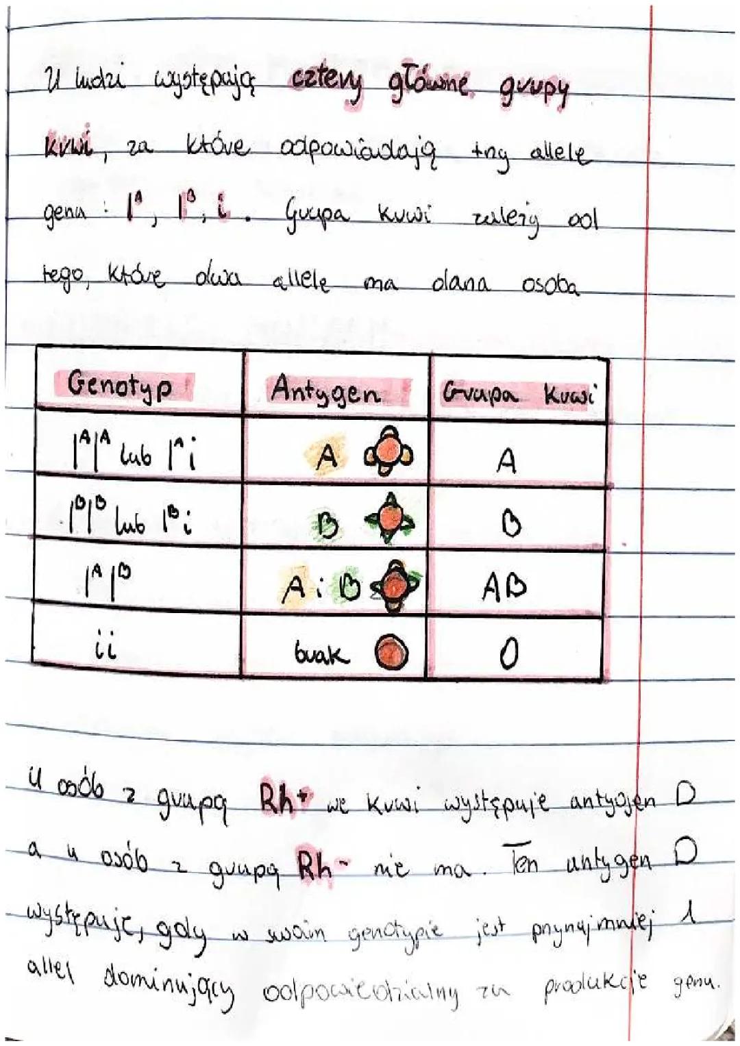 Dziedziczenie grup krwi u człowieka
