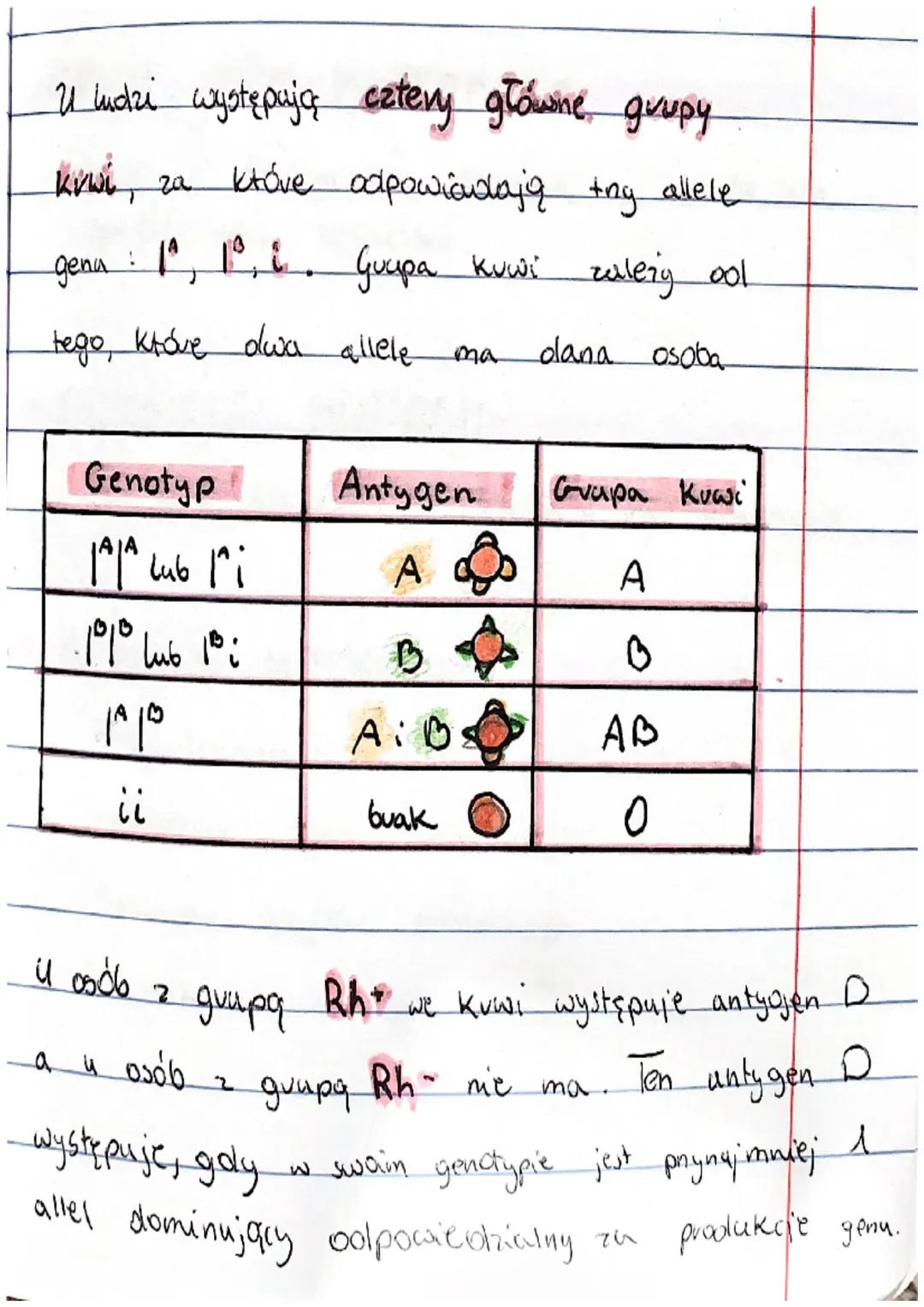U ludzi występują cztery główne grupy
Kvwi, za któve odpowiadają tog allele
gena : 1ª, 1º, i Guapa kuwi zależy ool
tego, które dwa allele
Ge
