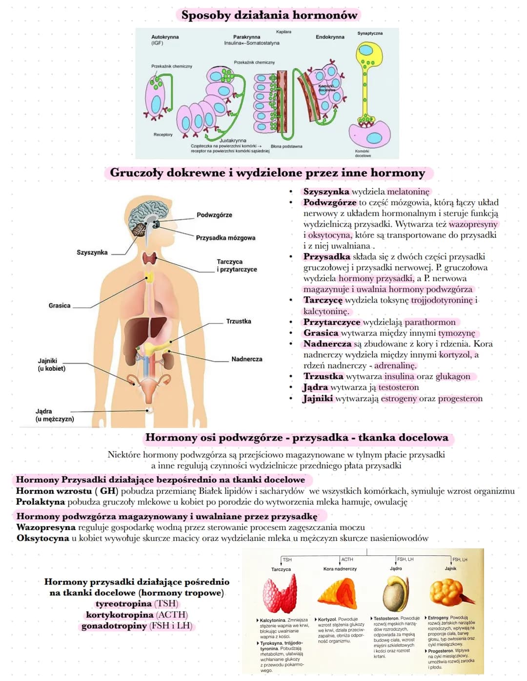 Budowa i rola układu hormonalnego
Układ hormonalny działa za pośrednictwem hormonów - substancji organicznych, które modyfikują
czynności ko