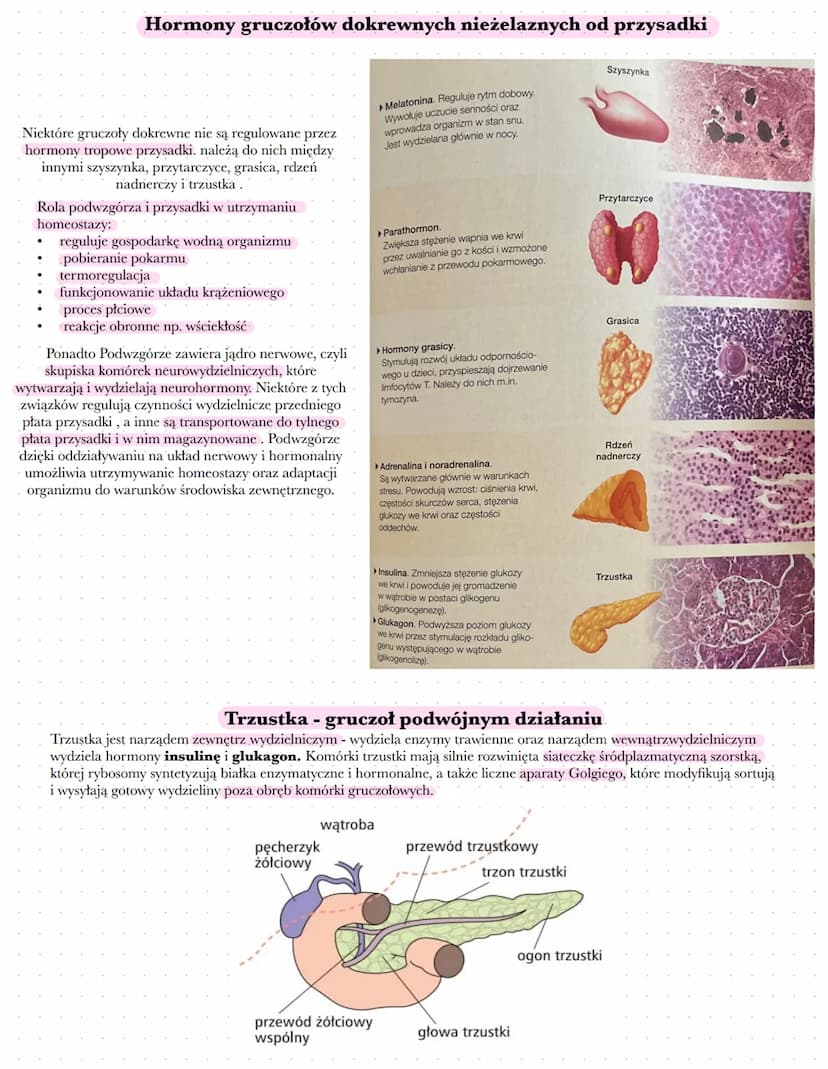 Budowa i rola układu hormonalnego
Układ hormonalny działa za pośrednictwem hormonów - substancji organicznych, które modyfikują
czynności ko