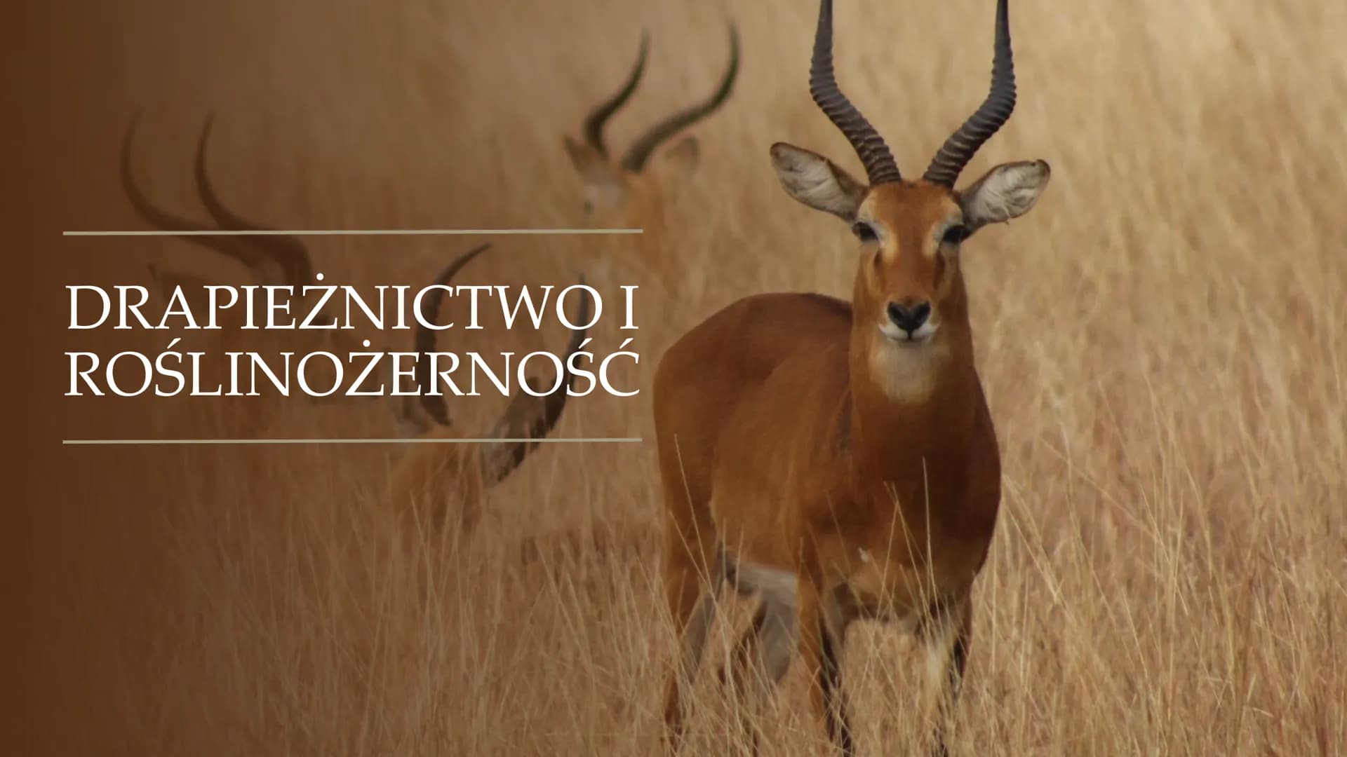 DRAPIEŻNICTWO I
ROŚLINOŻERNOŚĆ DRAPIEŻNICTWO
- To jedna z antagonistycznych
zależności międzygatunkowych,
która polega na tym, że dla
jednyc