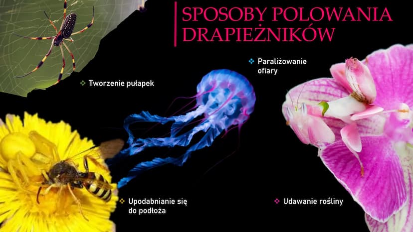 DRAPIEŻNICTWO I
ROŚLINOŻERNOŚĆ DRAPIEŻNICTWO
- To jedna z antagonistycznych
zależności międzygatunkowych,
która polega na tym, że dla
jednyc