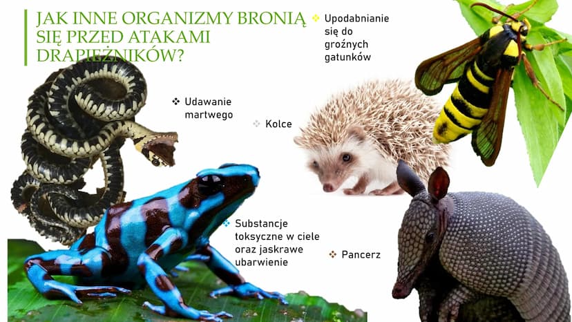 DRAPIEŻNICTWO I
ROŚLINOŻERNOŚĆ DRAPIEŻNICTWO
- To jedna z antagonistycznych
zależności międzygatunkowych,
która polega na tym, że dla
jednyc