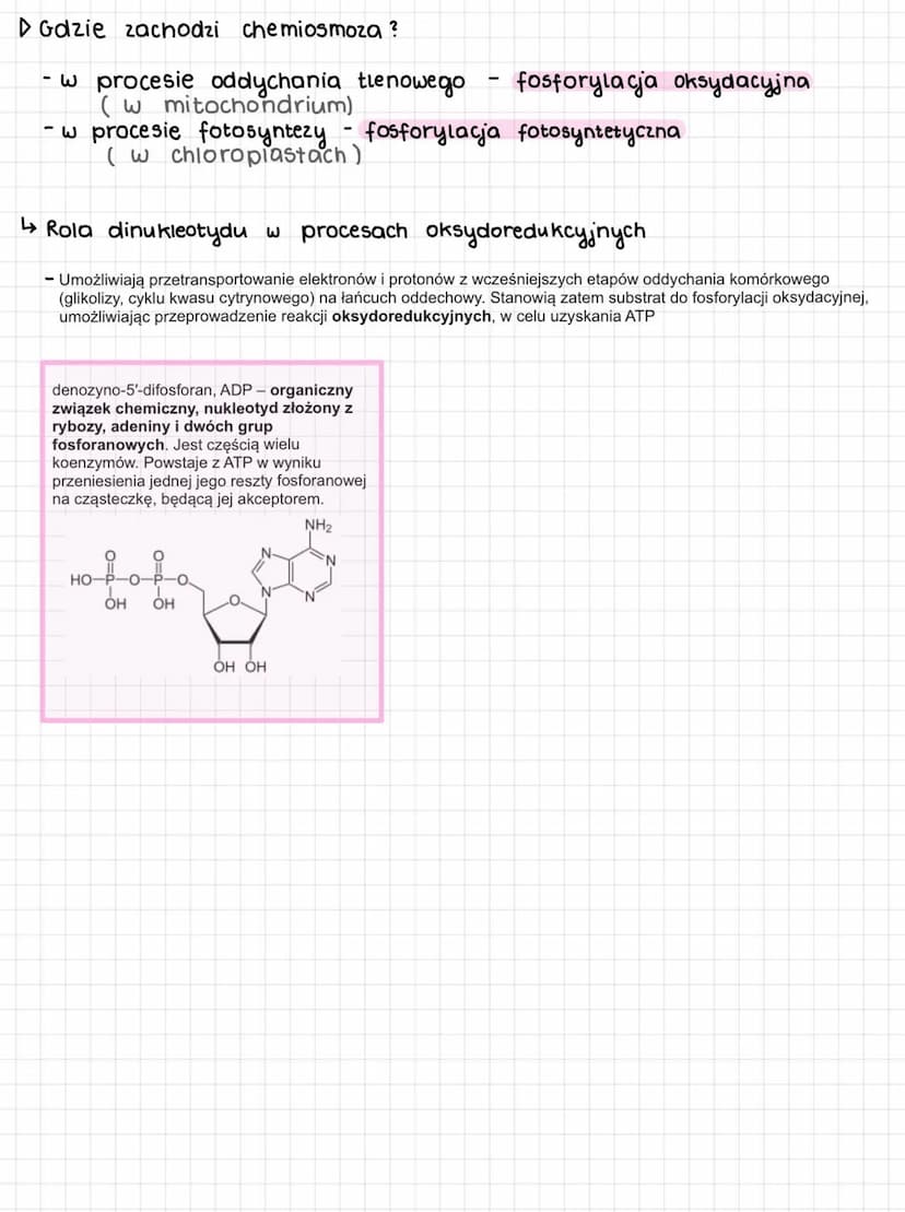 Podstawowe zasady metabolizmu
↳metabolizm całość przemian chemicznych i energetycznych w komórce
↳2 kierunki przemian metabolicznych:
ANABOL