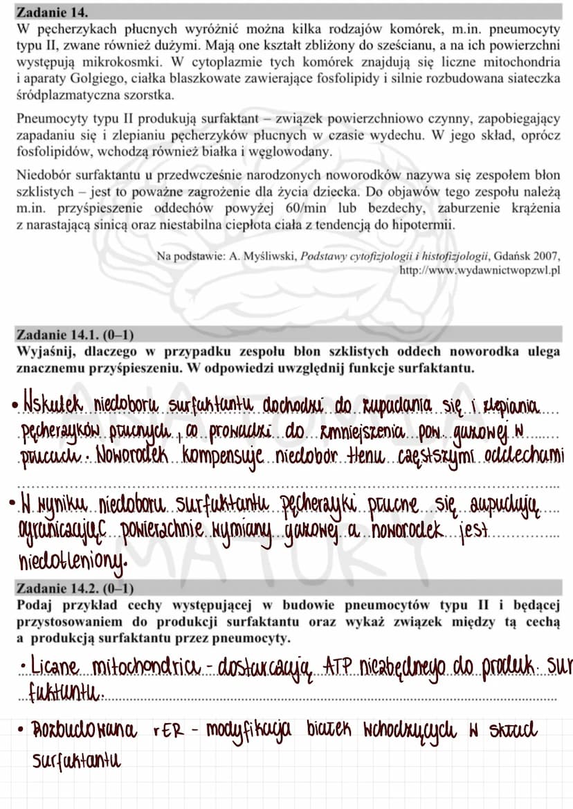 Tkanki zwierzęce
1. Nabtonek jednowarstwoNy praske
→buduje ściany pęcherzyków pracnych
wyściela naczynia krwionosne i chłonne
-> tativia dyf