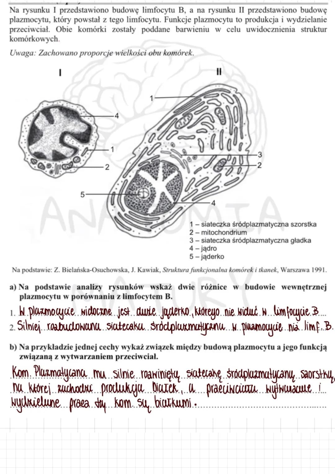 Tkanki zwierzęce
1. Nabtonek jednowarstwoNy praske
→buduje ściany pęcherzyków pracnych
wyściela naczynia krwionosne i chłonne
-> tativia dyf
