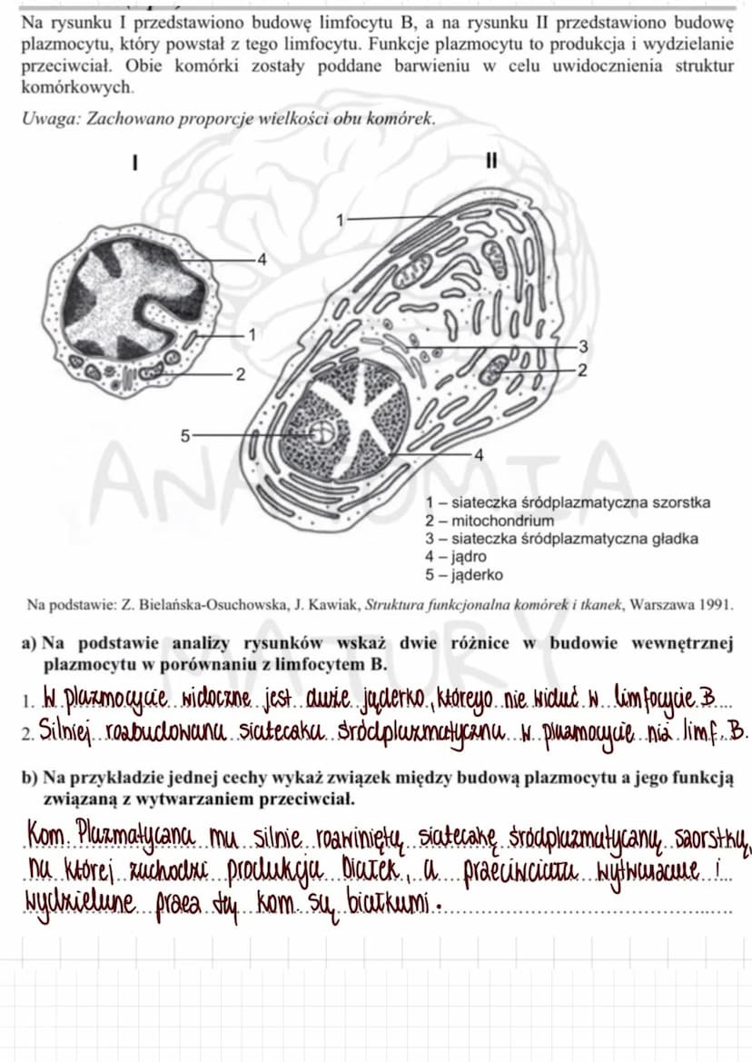 Tkanki zwierzęce
1. Nabtonek jednowarstwoNy praske
→buduje ściany pęcherzyków pracnych
wyściela naczynia krwionosne i chłonne
-> tativia dyf