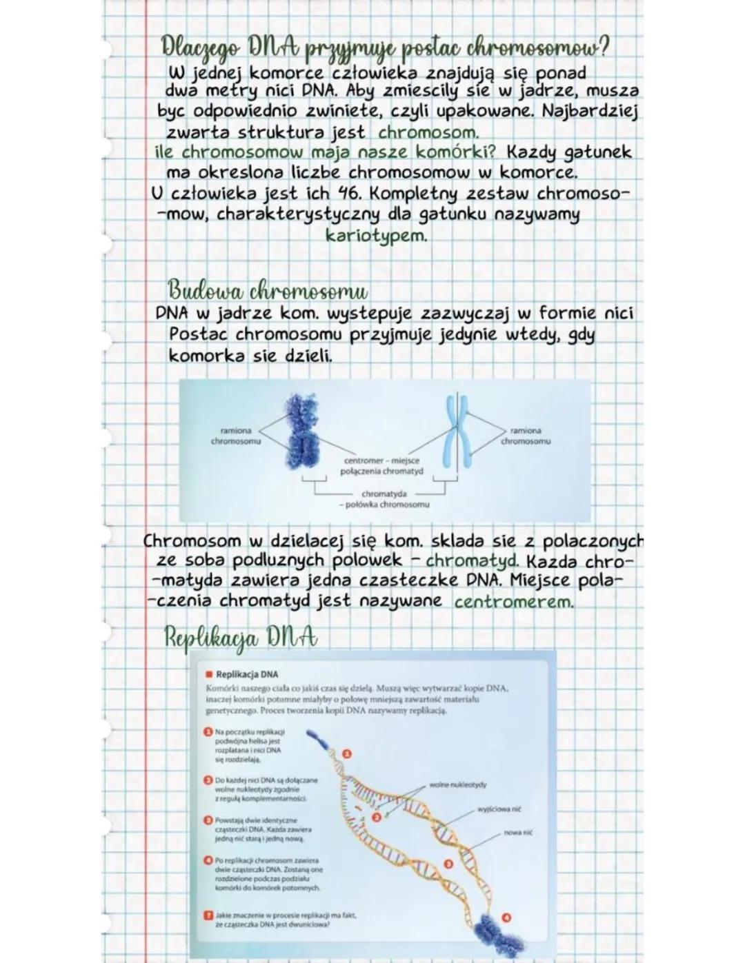 Dosnil informacji
genetycznej - DNA
zapis wszystkich cech dziedzicznych nazywamy
informacja genetyczna. Jej nosnikiem jest materiał
genetycz