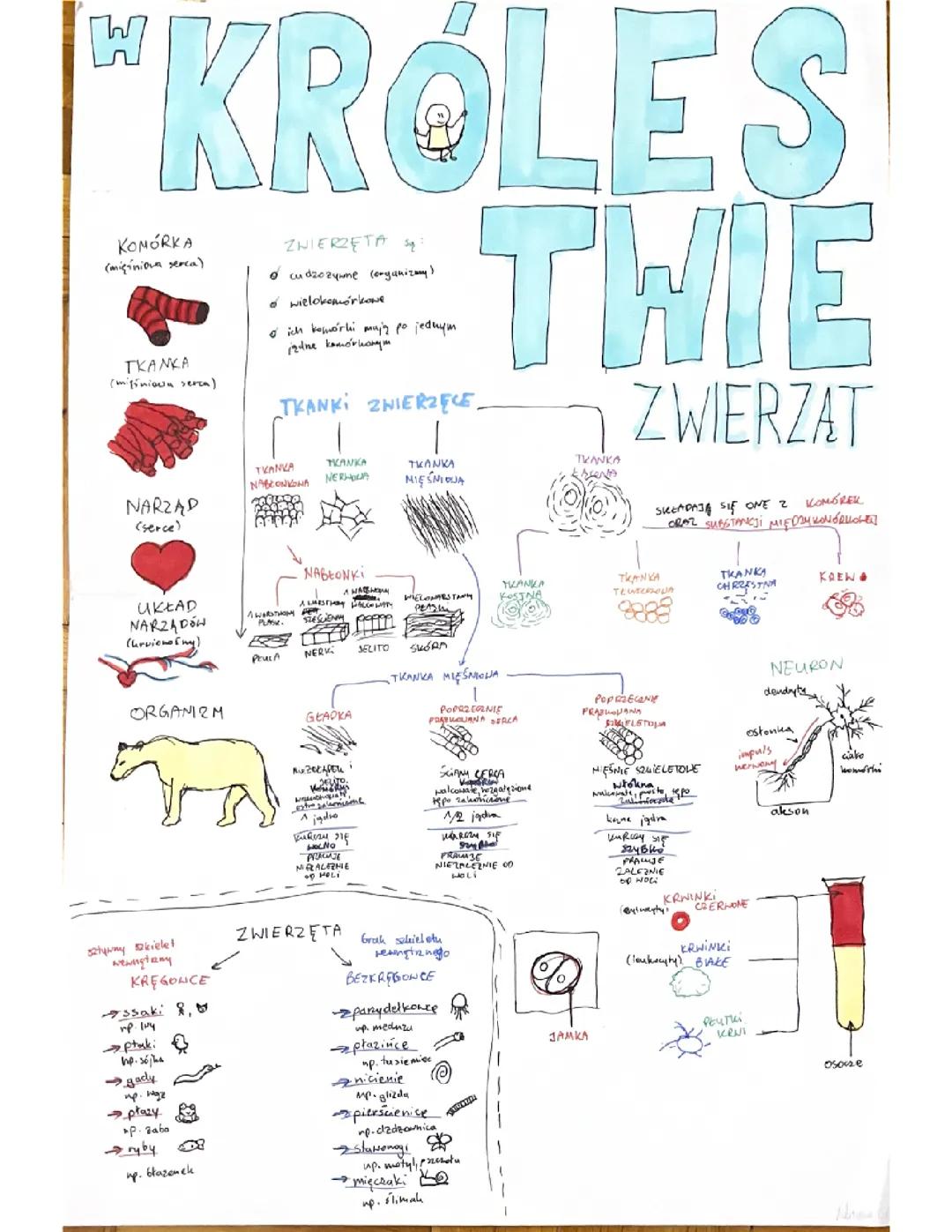 Królestwo Zwierząt - Biologia dla Klasy 6