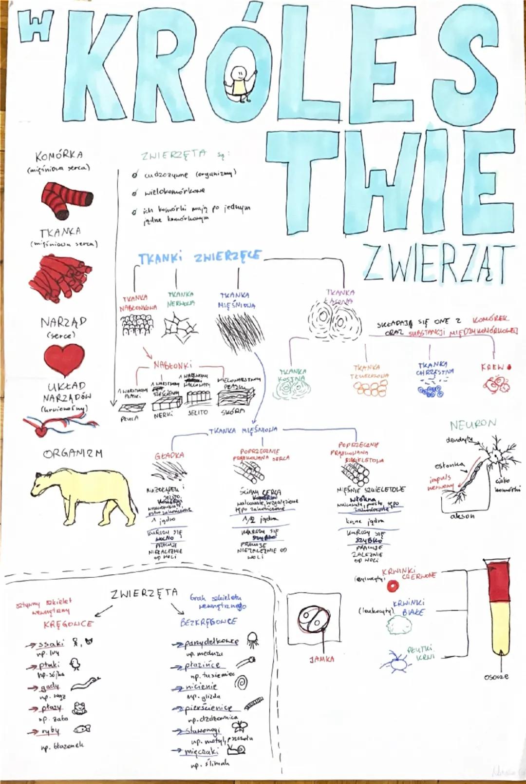 W
*KROLES
KOMÓRKA
(migóniowa serca)
TKANKA
(mięśniowa serca)
ZWIERZĘTA sqę?
。 cudzozywne (organizmy)
o wielokomórkowe
。 ich komórki mają po 
