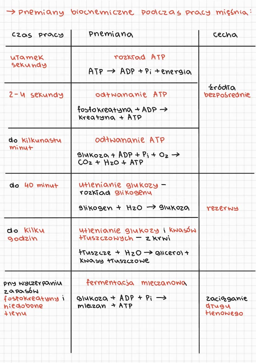 → Premiany biochemiczne podczas pracy mięśnia:
czas pracy
итатек
sekundy
2-4 sekundy
do kilkunastu
minut
do 40 minut
do kilku
godzin
pny wyc