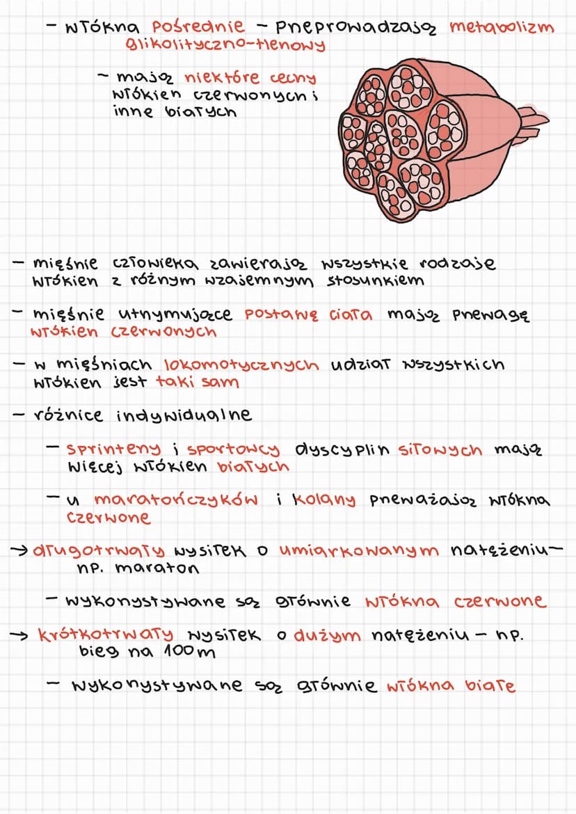 → Premiany biochemiczne podczas pracy mięśnia:
czas pracy
итатек
sekundy
2-4 sekundy
do kilkunastu
minut
do 40 minut
do kilku
godzin
pny wyc
