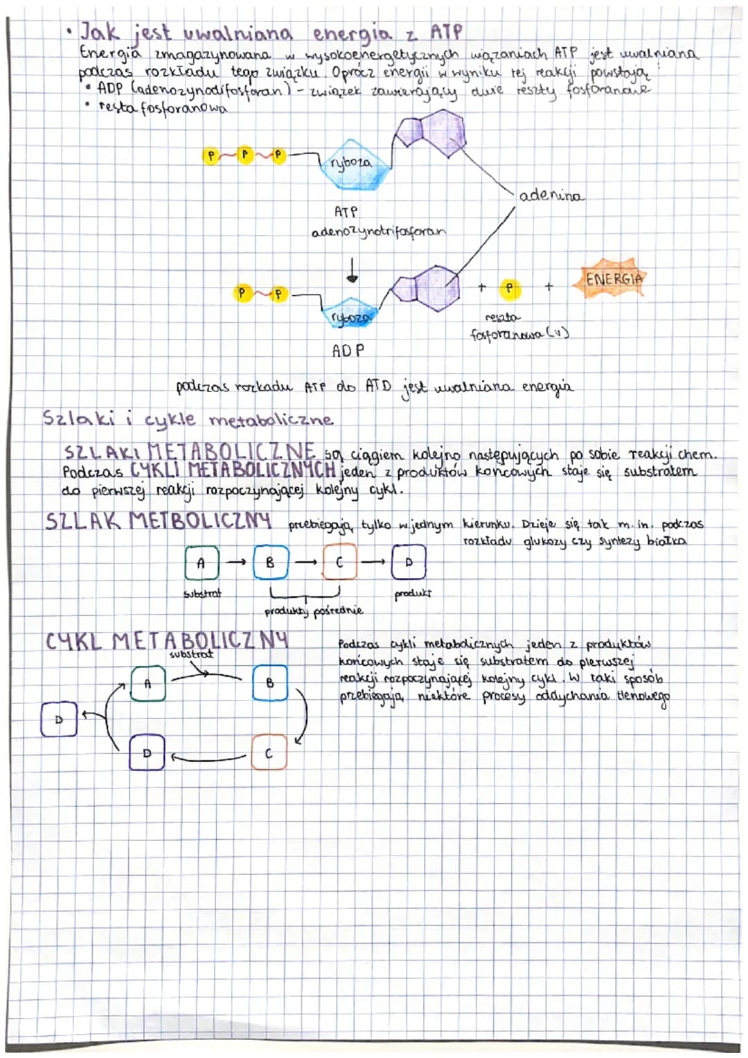 kierunek przemian
metabolicznych
METABOLIZM to ogól przemian chemicznych i energetycznych
które zachodzą w organizmie.
KIERUNKI PRZMIAN META